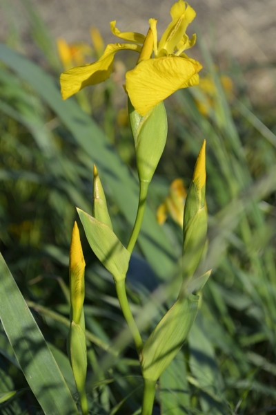 Iris pseudoacorus
